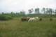 cows4_small.jpg